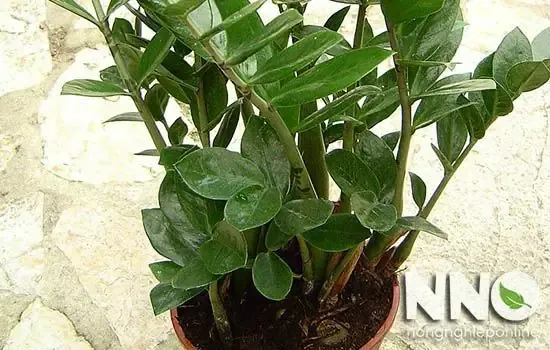 Bước 1: Chọn Cây Kim Tiền để Trồng