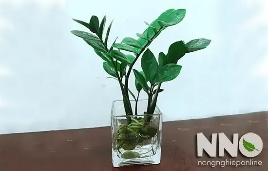 Bước 4: Trồng Cây Vào Trong Bình Thủy Sinh