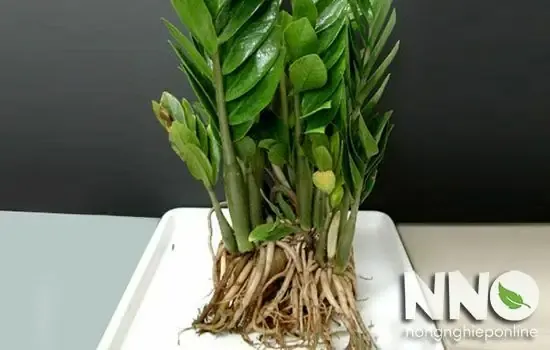 Bước 3: Dùng Vòi Nước Làm Sạch Bộ Rễ, Tỉa Các Rễ Nhỏ