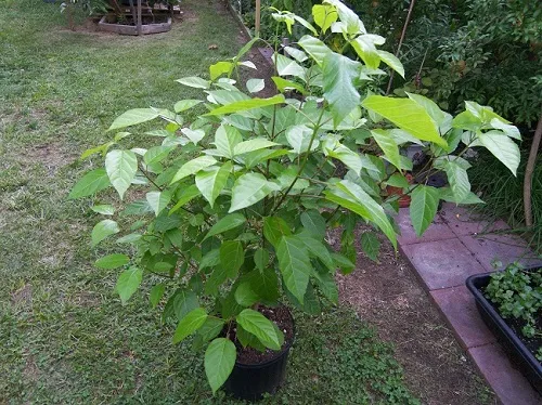 Cây lá cách với lá xanh tươi được trồng trong chậu