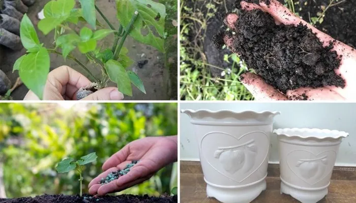 Hướng dẫn chi tiết cách trồng cây lá cẩm tại nhà bằng chậu hoặc thùng xốp