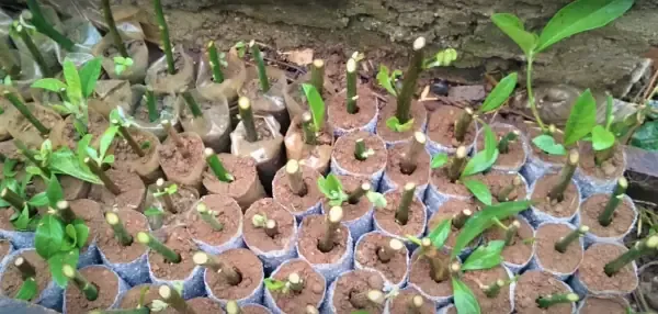 Lưu ý chăm sóc và bón phân cho cây lá đắng tươi tốt