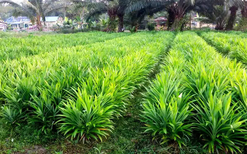 Cách Trồng Cây Lá Dứa Nếp Thơm Đậm, Dễ Dàng Tại Nhà