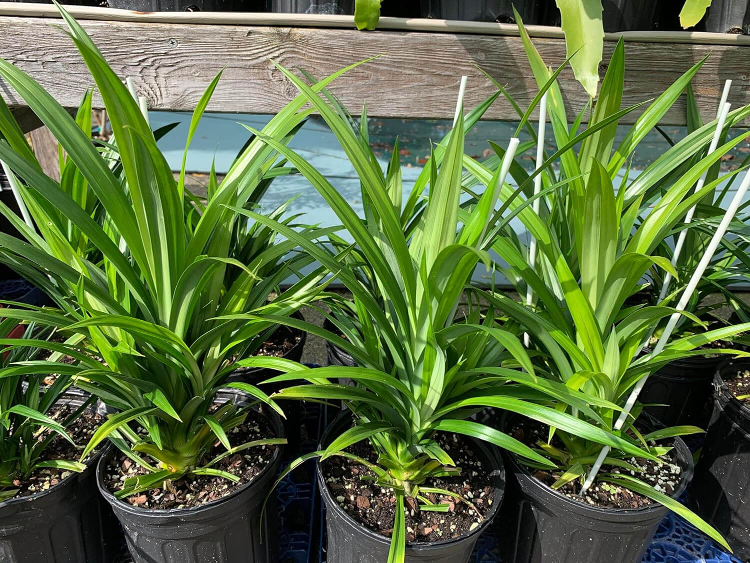 Cách Trồng Cây Lá Dứa Nếp Thơm Đậm, Dễ Dàng Tại Nhà