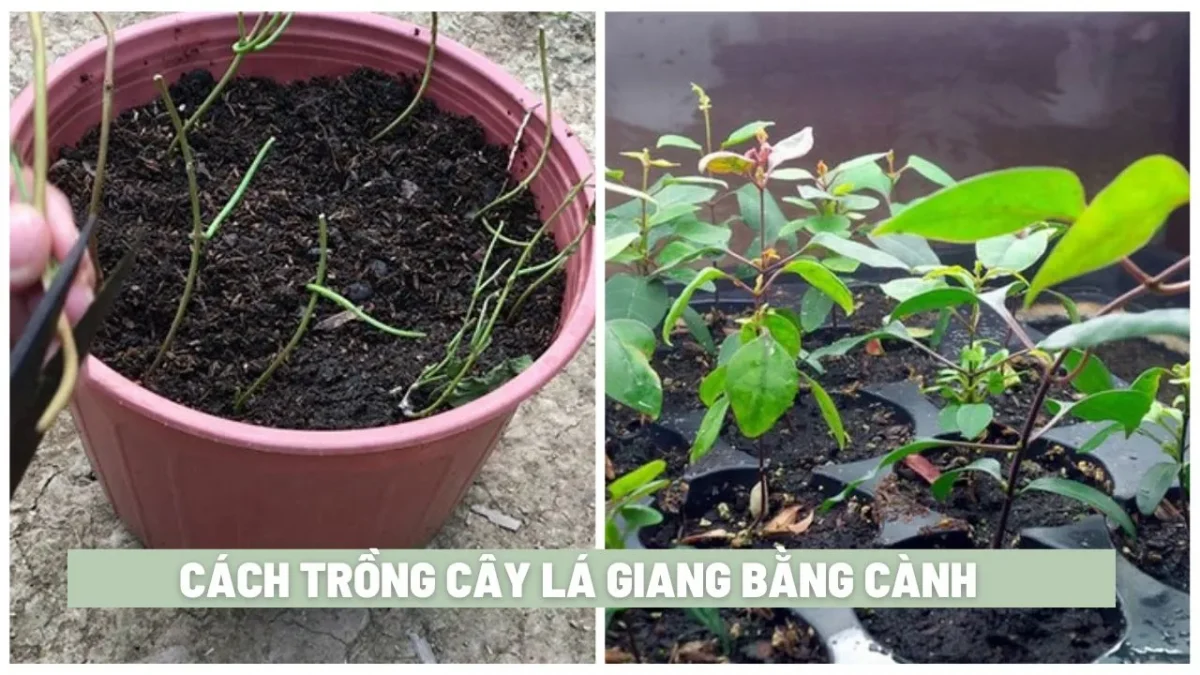 Cách Trồng Lá Giang Bằng Cành: Hướng Dẫn Chi Tiết Từ A Đến Z