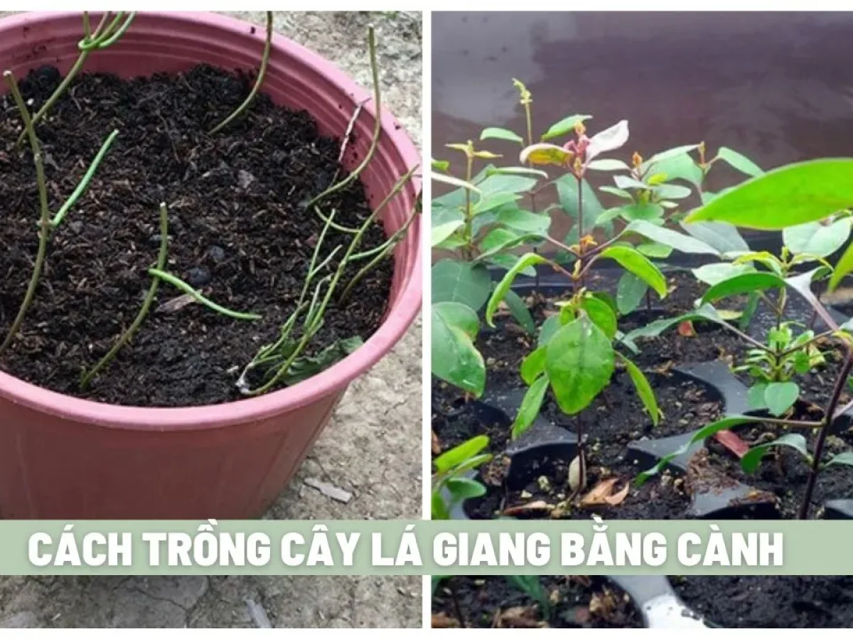Cách Trồng Lá Giang Bằng Cành: Hướng Dẫn Chi Tiết Từ A Đến Z