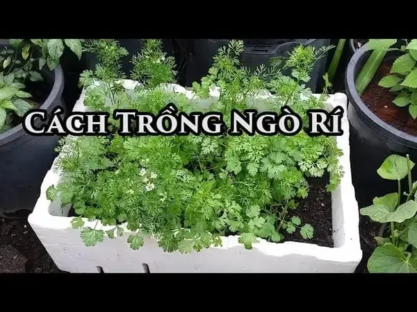 Cây lá náng trưởng thành đang nở hoa trắng tinh khôi, thể hiện sự phát triển khỏe mạnh sau khi áp dụng kỹ thuật trồng đúng cách