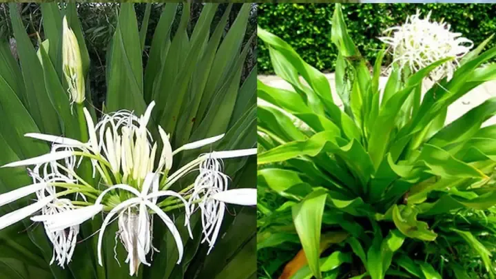 Cận cảnh lá cây lá náng khỏe mạnh, xanh tốt không bị sâu bệnh, dấu hiệu của sự chăm sóc đúng kỹ thuật tưới tiêu và bón phân