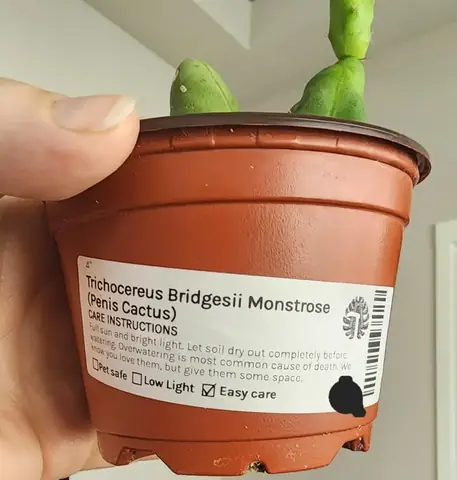 Cách Trồng Cây Lạc Trong Chậu: Hướng Dẫn Kỹ Thuật Chi Tiết Từ A Đến Z