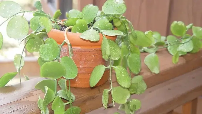 Ý Nghĩa Phong Thủy Và Giá Trị Biểu Tượng Của Cây Lan Đô La