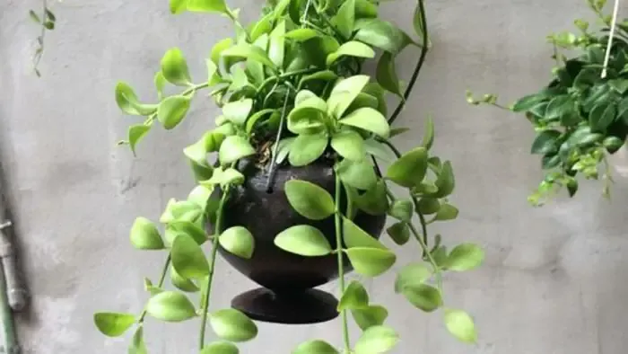 Phương Pháp Giâm Cành: Từng Bước Thực Hiện