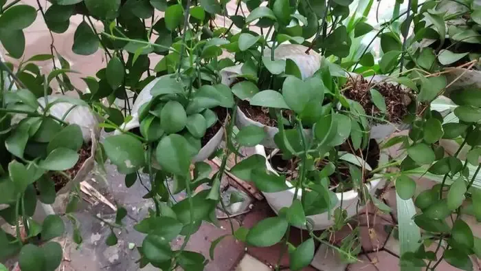 Phương Pháp Tách Bụi: Kỹ Thuật Cho Cây Trưởng Thành