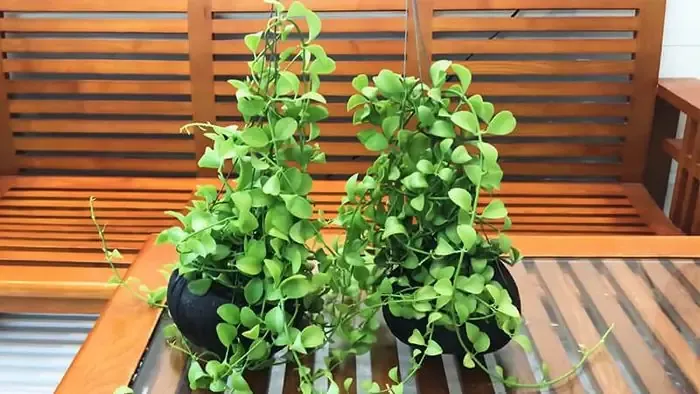 Thay Chậu (repotting) Khi Nào Là Cần Thiết?