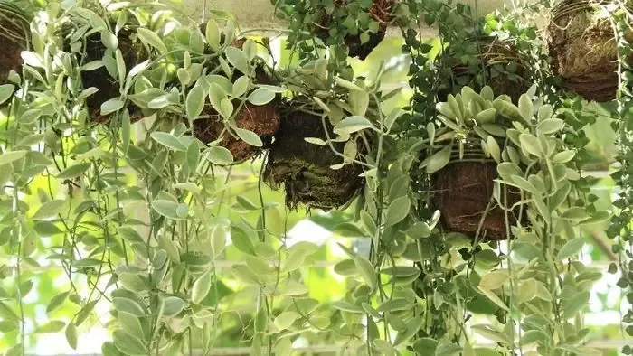 Thanh Lọc Không Khí Và Cải Thiện Môi Trường Sống