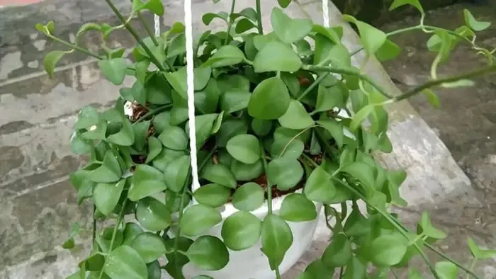 Đặc Điểm Hình Thái Nổi Bật Của Cây Lan Đô La