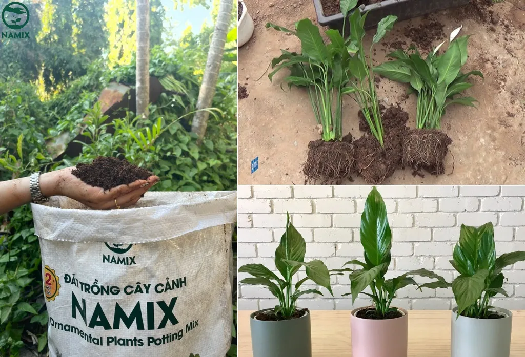 cach trong cay lan y