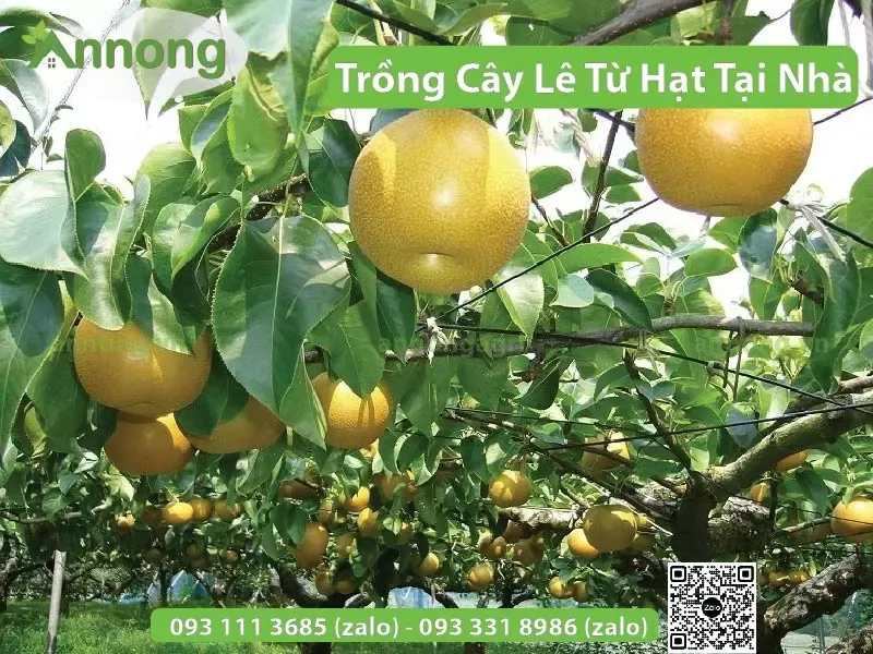 Chọn giống lê phù hợp