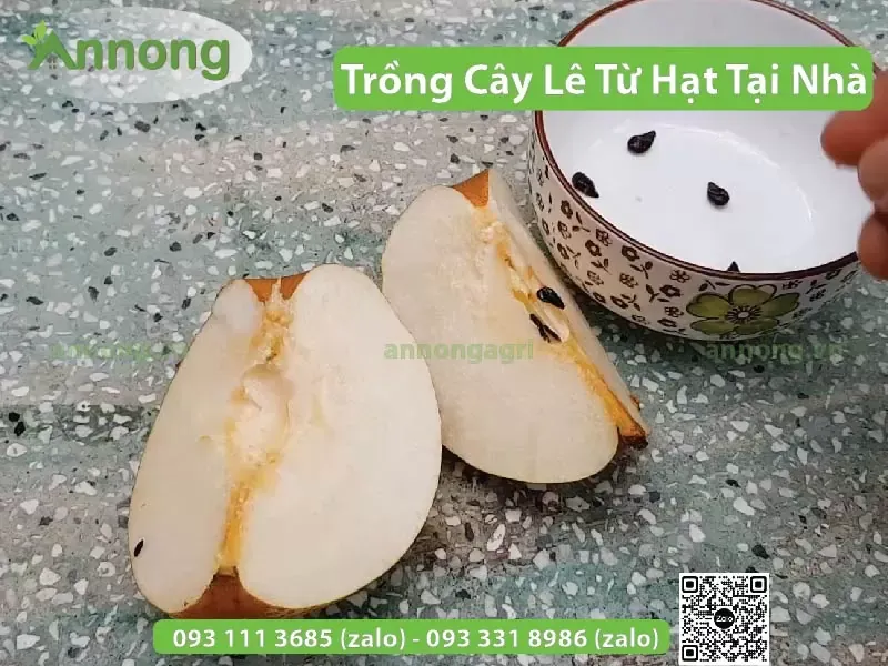 Tách lấy hạt lê từ trái để chuẩn bị gieo hạt