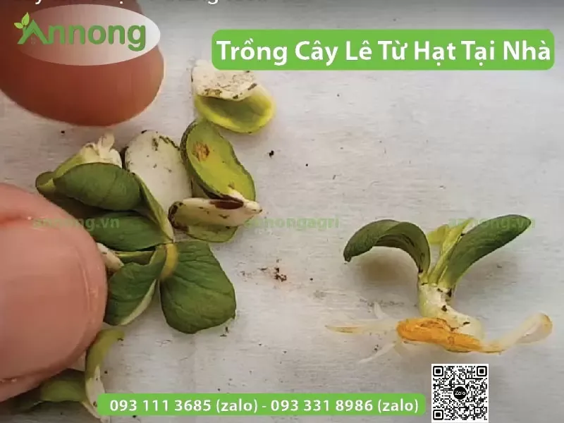 Hạt lê nảy mầm thành cây con sau quá trình gieo hạt