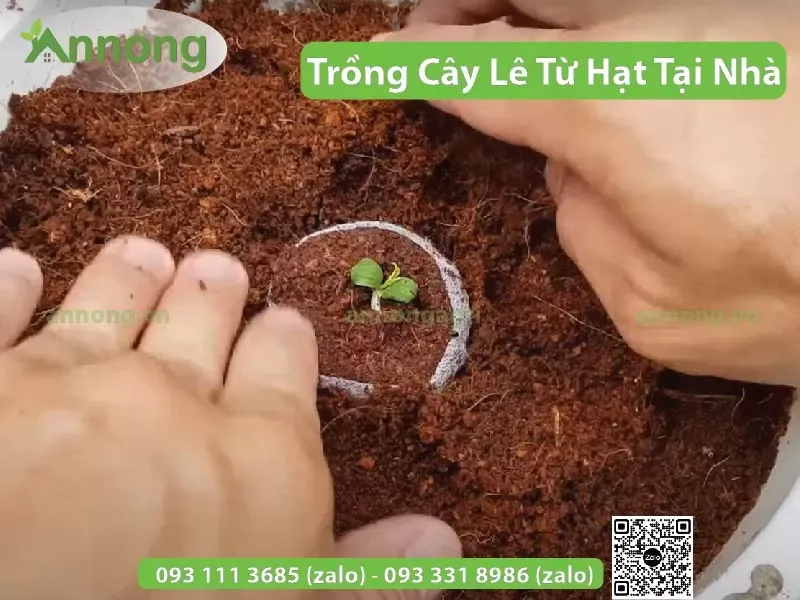 Cần xử lí đất trồng trước khi gieo hạt lê