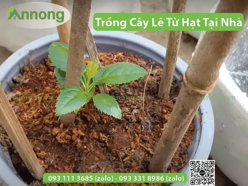 Cây lê trồng từ hạt trong chậu nhựa