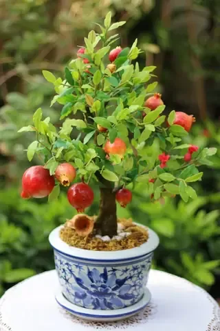 Một chậu cây lựu cảnh trĩu quả được trồng thành công từ hạt