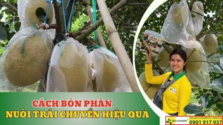 Bộ rễ mai vàng khỏe mạnh, phát triển đồng đều là chìa khóa để cây mai mau lớn