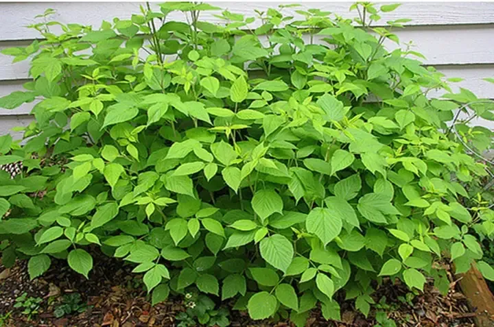 Phủ rơm rạ giữ ẩm cho gốc mâm xôi đen