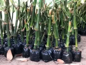 Alt text mô tả bằng tiếng Việt dưới 125 ký tự