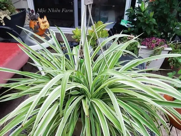 Vị trí lý tưởng để đặt chậu cây mẫu tử thủy canh.