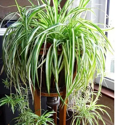 Kỹ thuật cách trồng cây mẫu tử trong nước đơn giản tại nhà