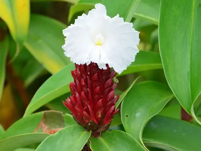 ĐẶC ĐiỂM Hình Thái