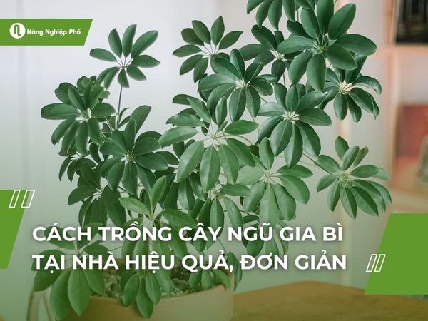 Cách Chăm Sóc Cây Ngũ Gia Bì Trồng Trong Nhà Đơn Giản Và Hiệu Quả