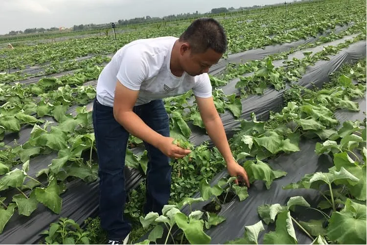 Kỹ Thuật Chăm Sóc Ngưu Bàng