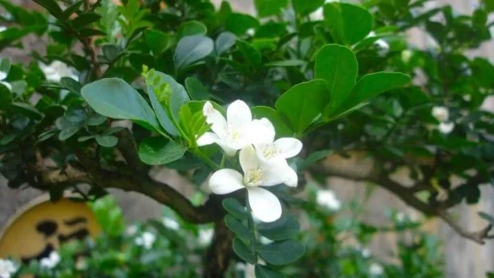 Cây nguyệt quế mới bứng được đặt trong chậu để trồng