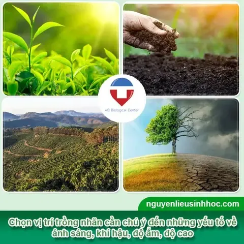 Lựa chọn vị trí và ánh sáng phù hợp cho cây nhãn từ hạt