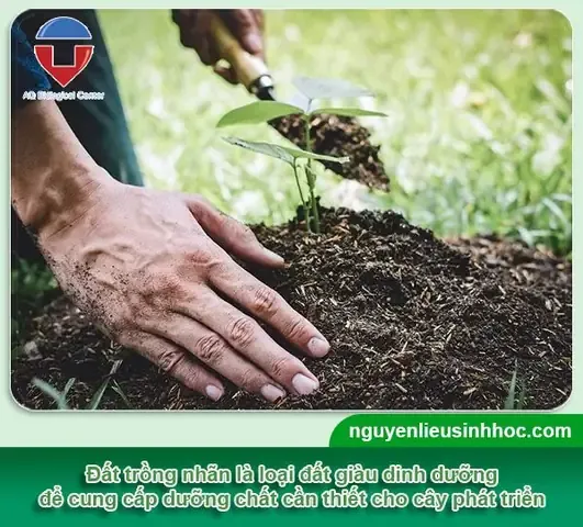 Hỗn hợp đất trồng lý tưởng cho cây nhãn non