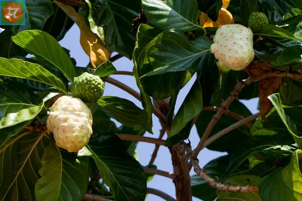 Đặc điểm hình thái của cây nhàu (*Morinda citrifolia L*)