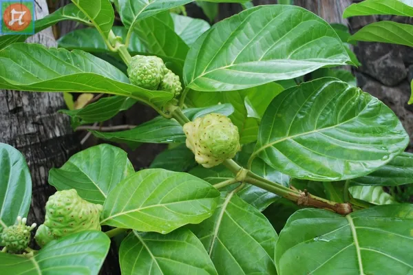 Các bài thuốc chữa bệnh thần kỳ từ cây nhàu