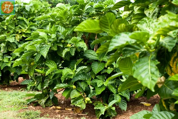 Quy trình trồng cây nhàu bằng hạt hiệu quả