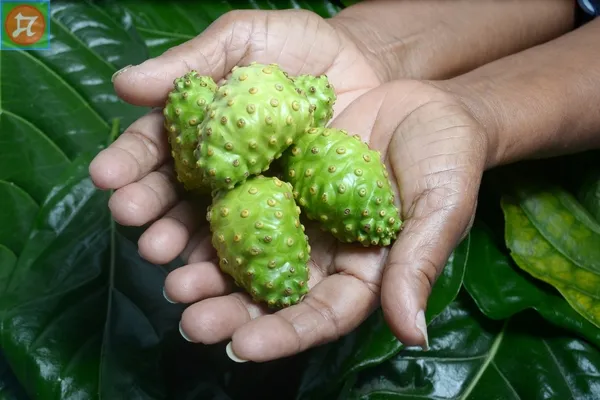 Kỹ thuật trồng và chăm sóc cây nhàu nhanh ra quả tốt nhất