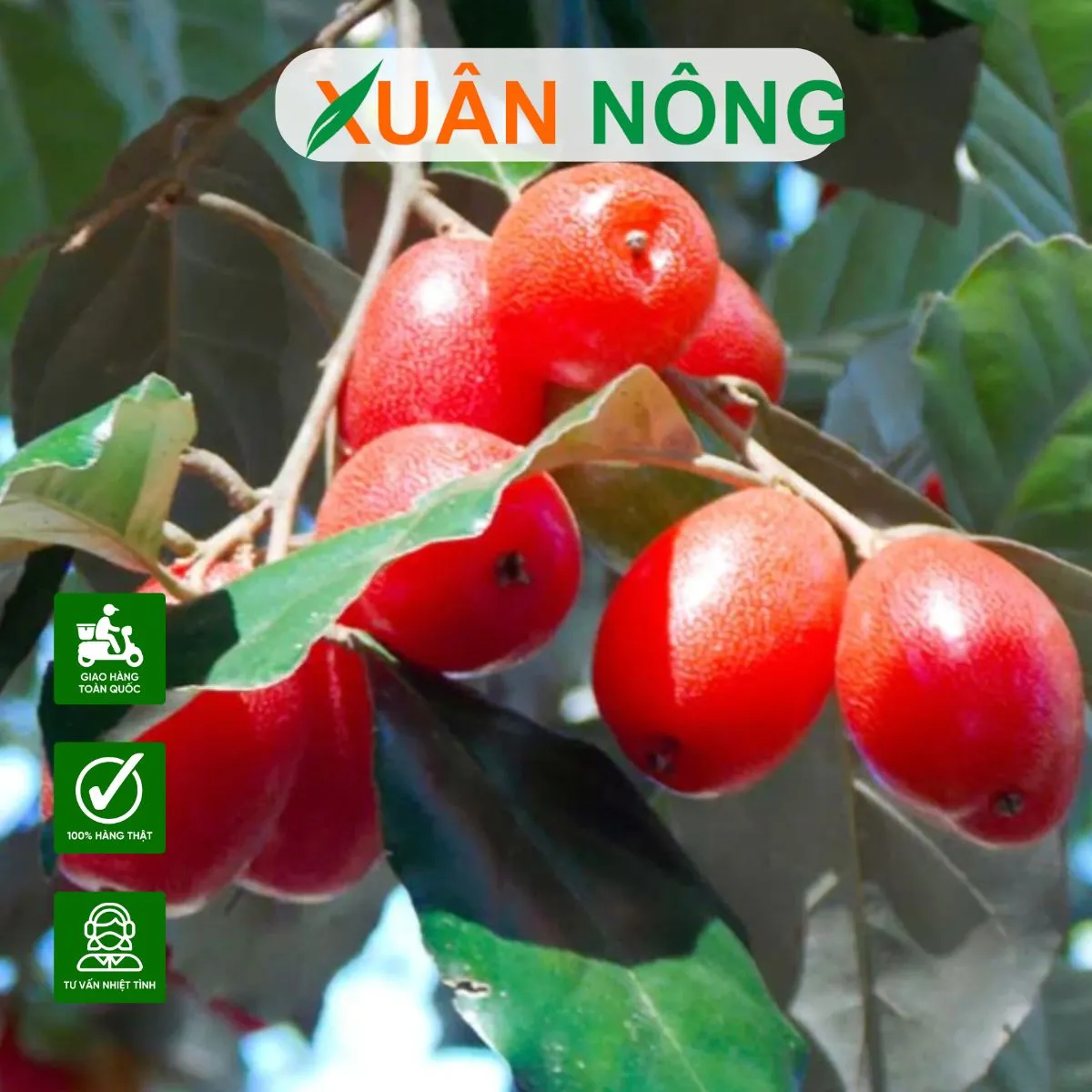 Cách trồng nhót bằng cành đảm bảo tỉ lệ sống cao