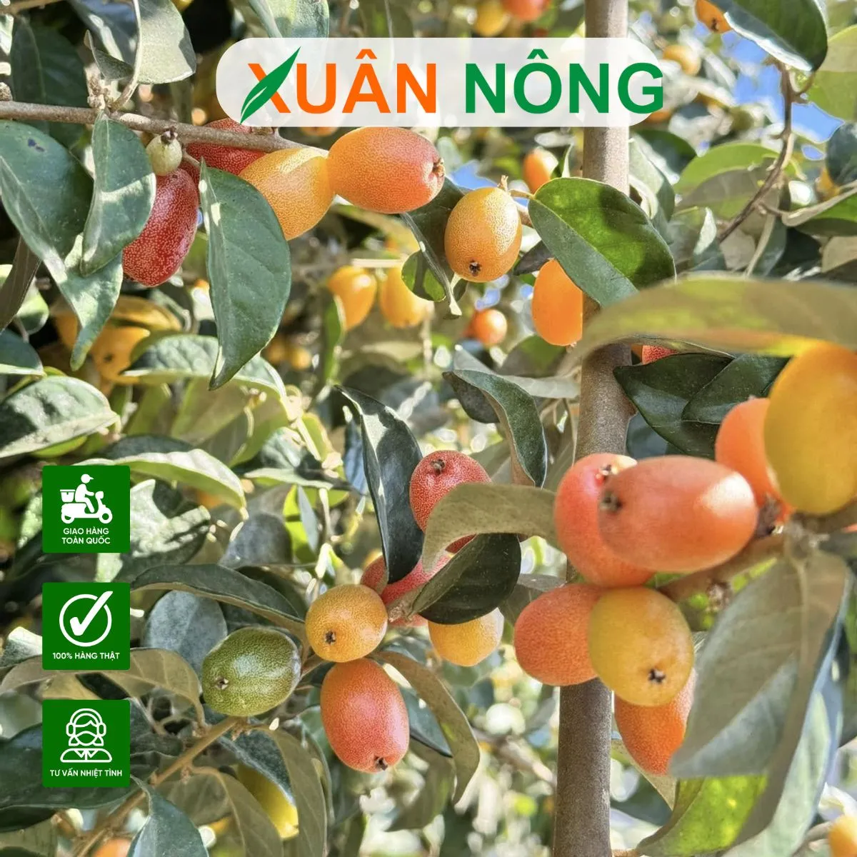 Kỹ thuật đặt bầu rễ cây nhót đã giâm cành