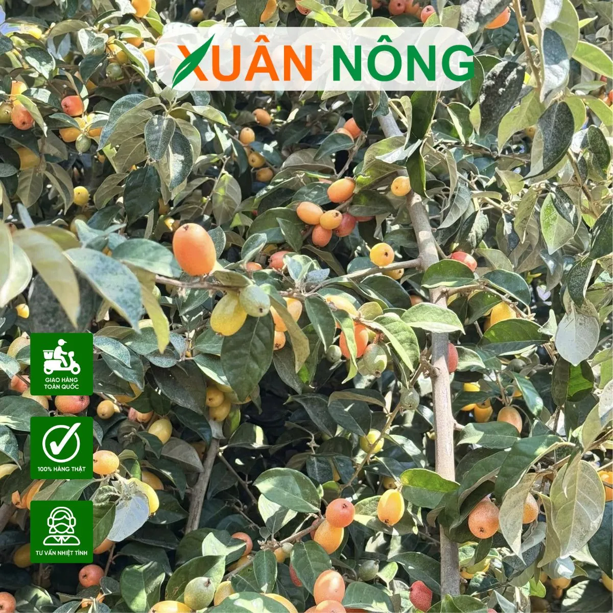 Hỗ trợ thụ phấn và đậu quả cho cây nhót