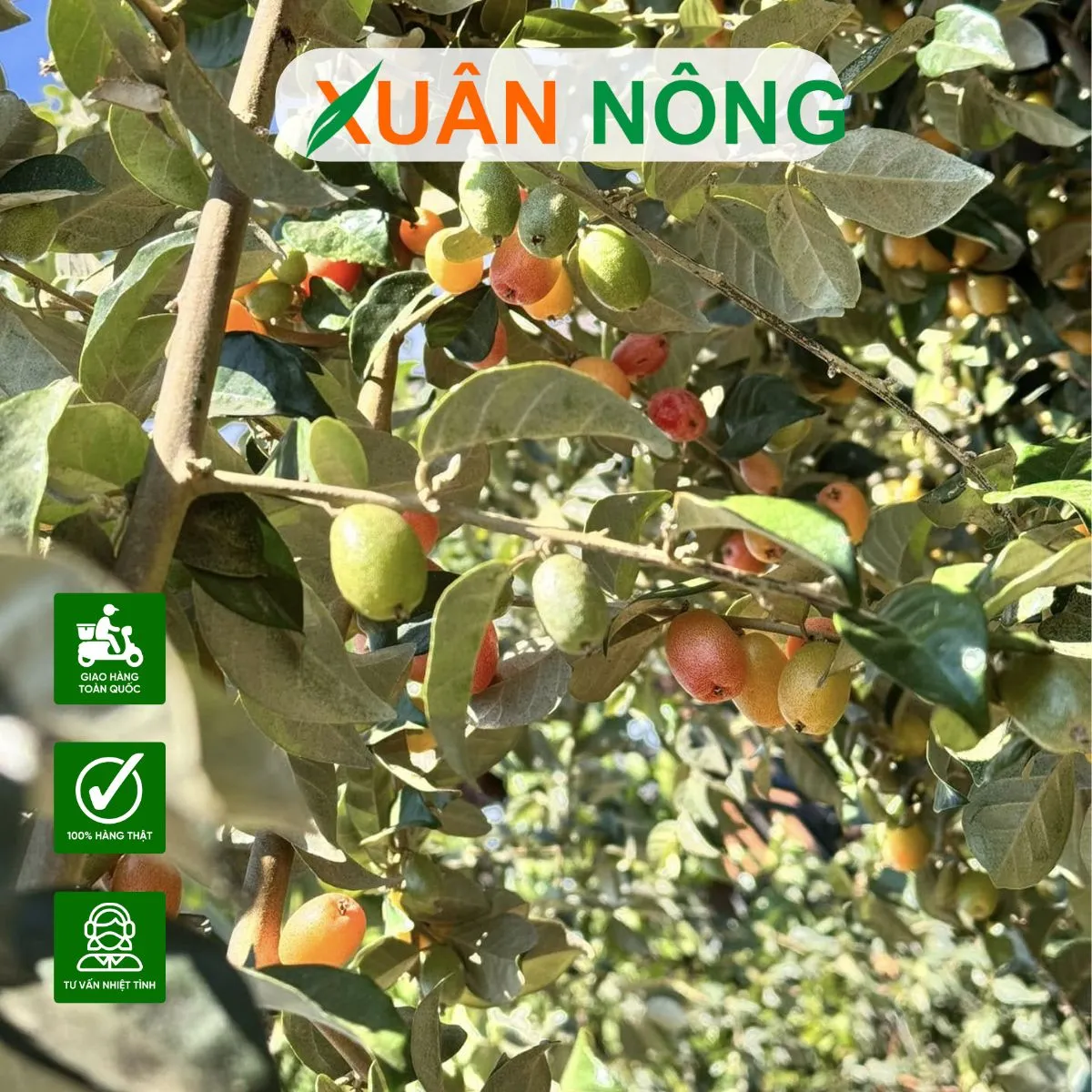 Tạo tán và cắt tỉa định kỳ cho cây nhót