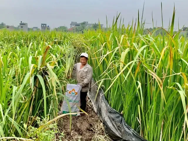 Cá́ch Trồng Cây Niễng theo quy trình kỹ thuật để đạt năng suất cao