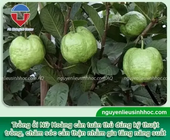 Dụng Cụ Làm Vườn Cần Thiết