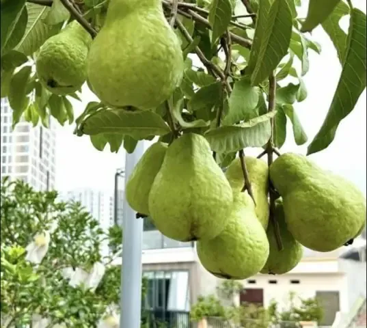 Cách Trồng Cây Ổi Cảnh Xum Xuê Và Ra Quả Ngọt Tại Nhà