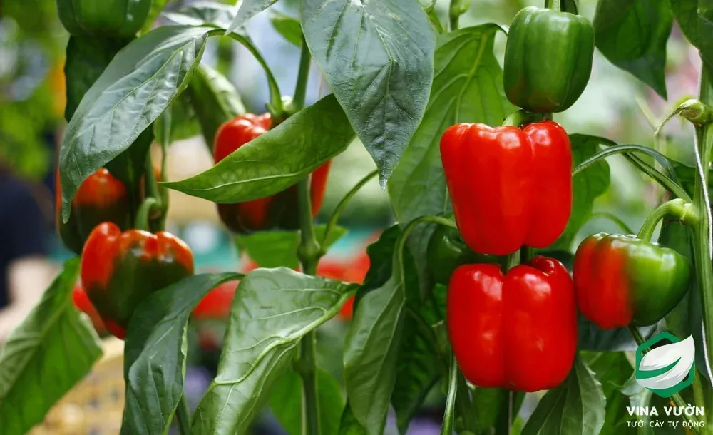 Chậu cây ớt chuông đang phát triển khỏe mạnh với nhiều quả chuẩn bị thu hoạch