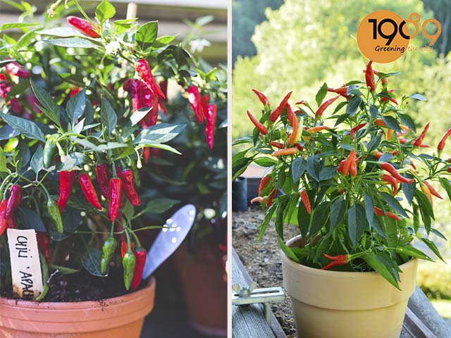 Cách Trồng Cây Ngọc Ngân Thủy Sinh Đúng Kỹ Thuật và Chăm Sóc A-Z